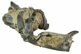 Bargain, Partial Fossil Mud Lobster (Thalassina) - Australia #97664-3